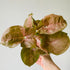 4" Syngonium Nephthytis pink - MIKAFleurPlant