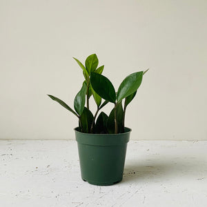 
                  
                    Load image into Gallery viewer, 4&amp;quot; ZZ plant - MIKAFleurPlant
                  
                
