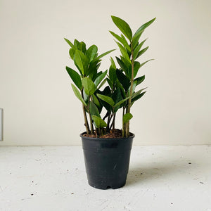 
                  
                    Load image into Gallery viewer, 5&amp;quot; ZZ plant - MIKAFleurPlants
                  
                