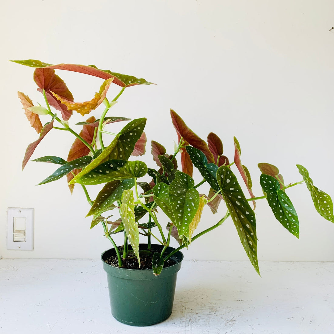 6&quot; Begonia Maculata - MIKAFleurPlant