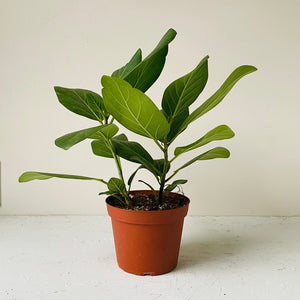 
                  
                    Load image into Gallery viewer, 6&amp;quot; Ficus Audrey - MIKAFleurPlant
                  
                