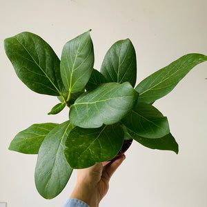 
                  
                    Load image into Gallery viewer, 6&amp;quot; Ficus Audrey - MIKAFleurPlant
                  
                
