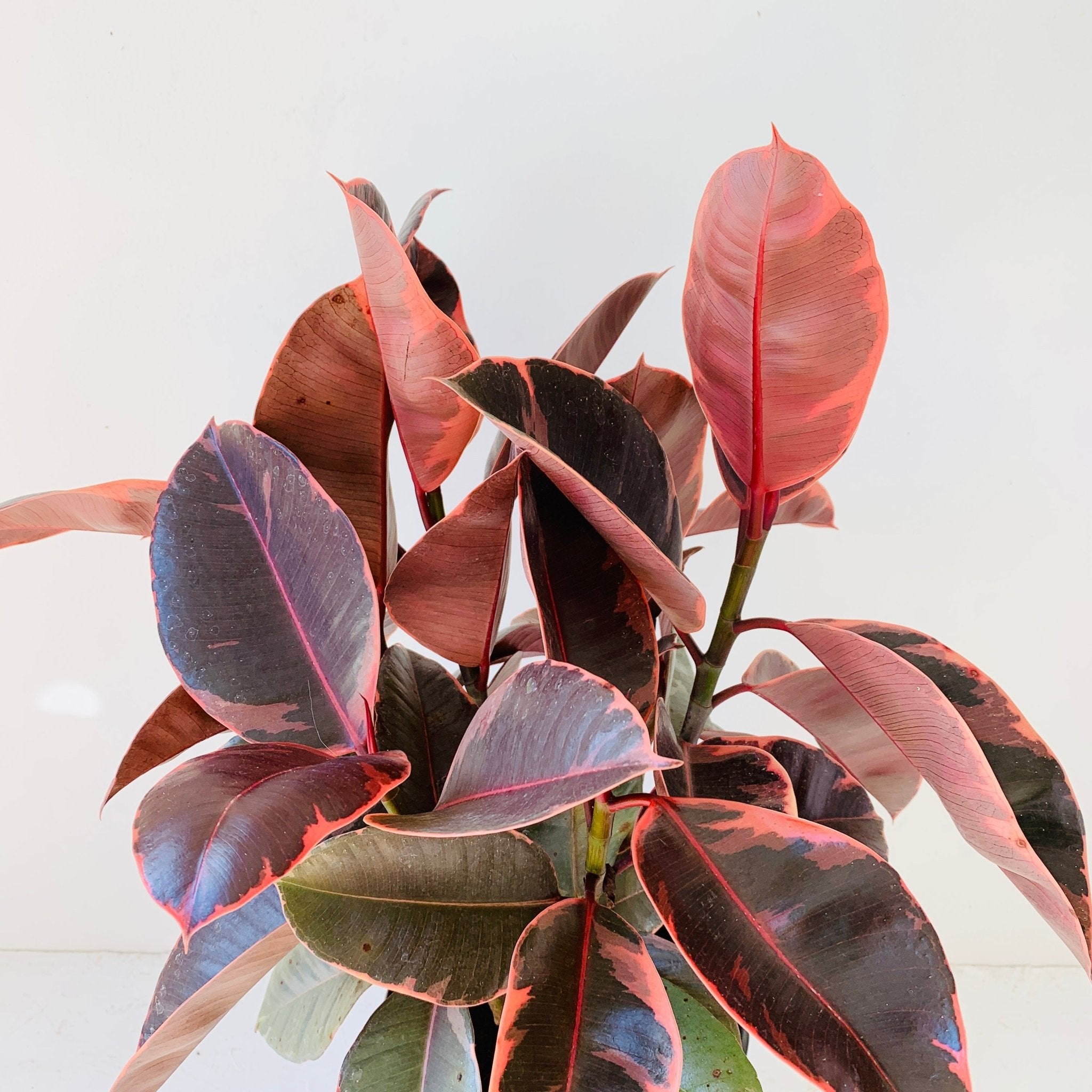 6&quot; Ficus rubber Ruby - MIKAFleurPlant