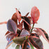 6" Ficus rubber Ruby - MIKAFleurPlant