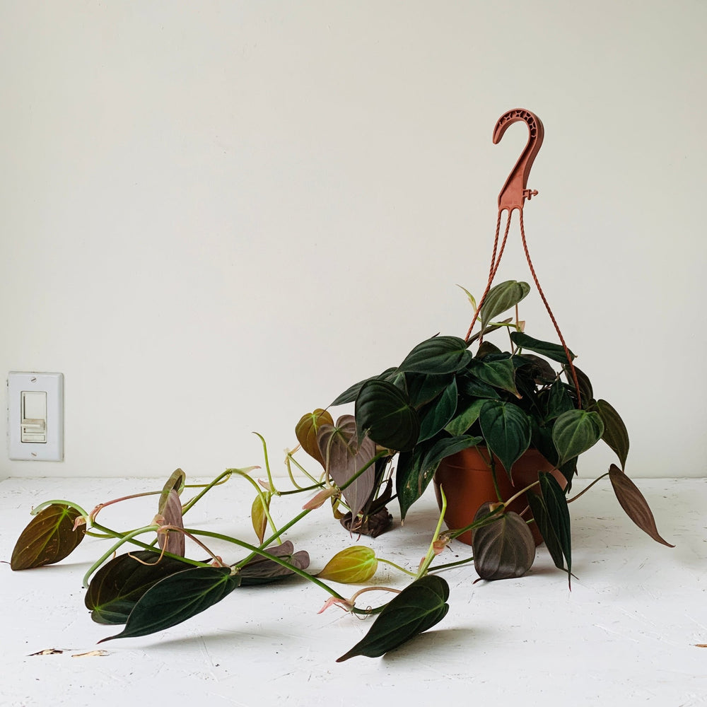 
                  
                    Load image into Gallery viewer, 6” Hanging Pot Philodendron Micans - MIKAFleurPlant
                  
                