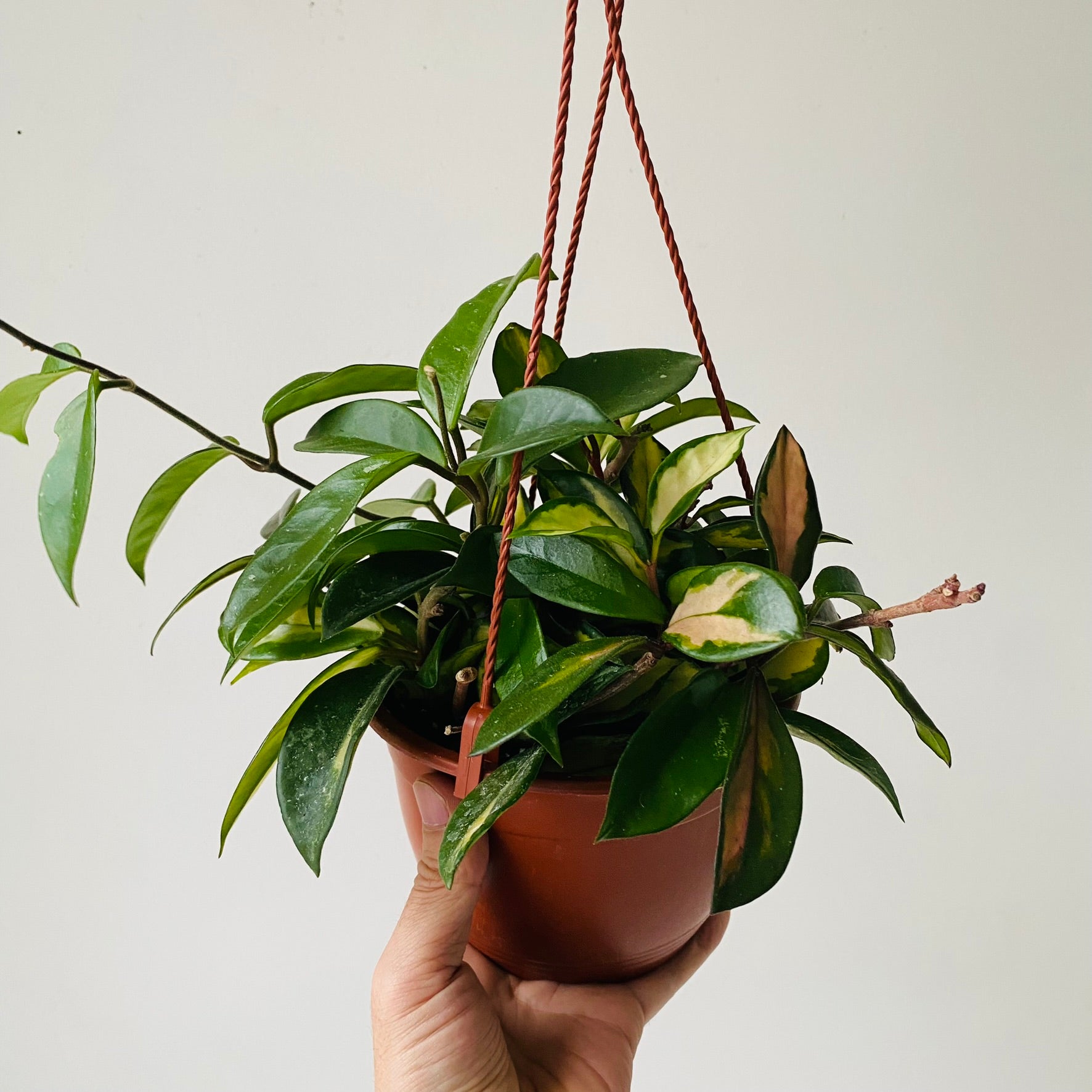 6&quot; Hoya Tricolor HB - MIKAFleurPlant