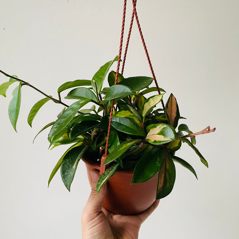 
                  
                    Load image into Gallery viewer, 6&amp;quot; Hoya Tricolor HB - MIKAFleurPlant
                  
                