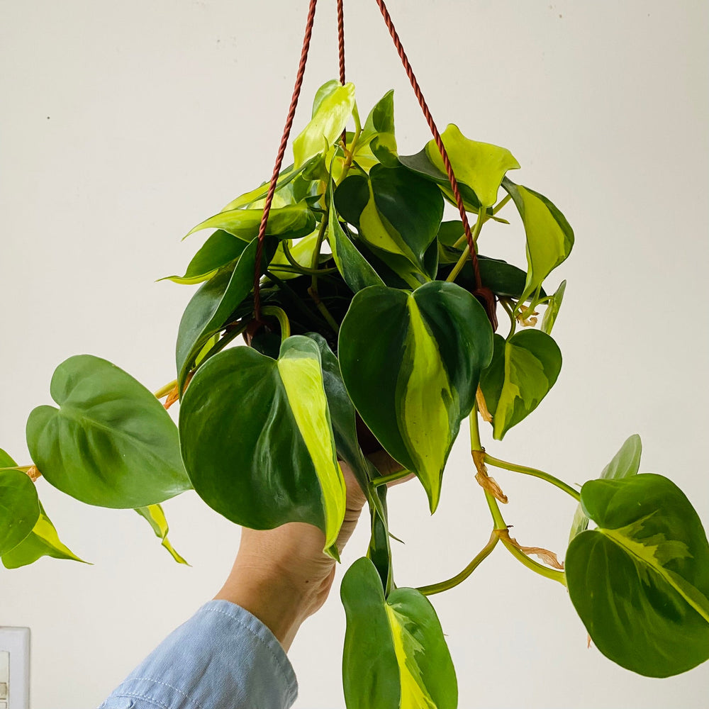 
                  
                    Load image into Gallery viewer, 6&amp;quot; Philodendron Brasil - MIKAFleurPlants
                  
                