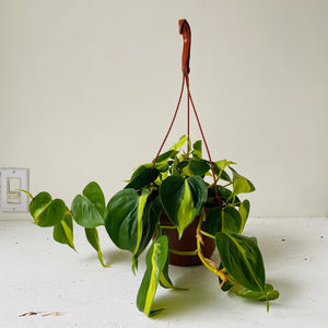 
                  
                    Load image into Gallery viewer, 6&amp;quot; Philodendron Brasil - MIKAFleurPlants
                  
                