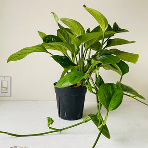 
                  
                    Load image into Gallery viewer, 6&amp;quot; Philodendron peru - MIKAFleurPlants
                  
                