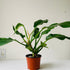 6" Philodendron Wendlandii - MIKAFleurPlant