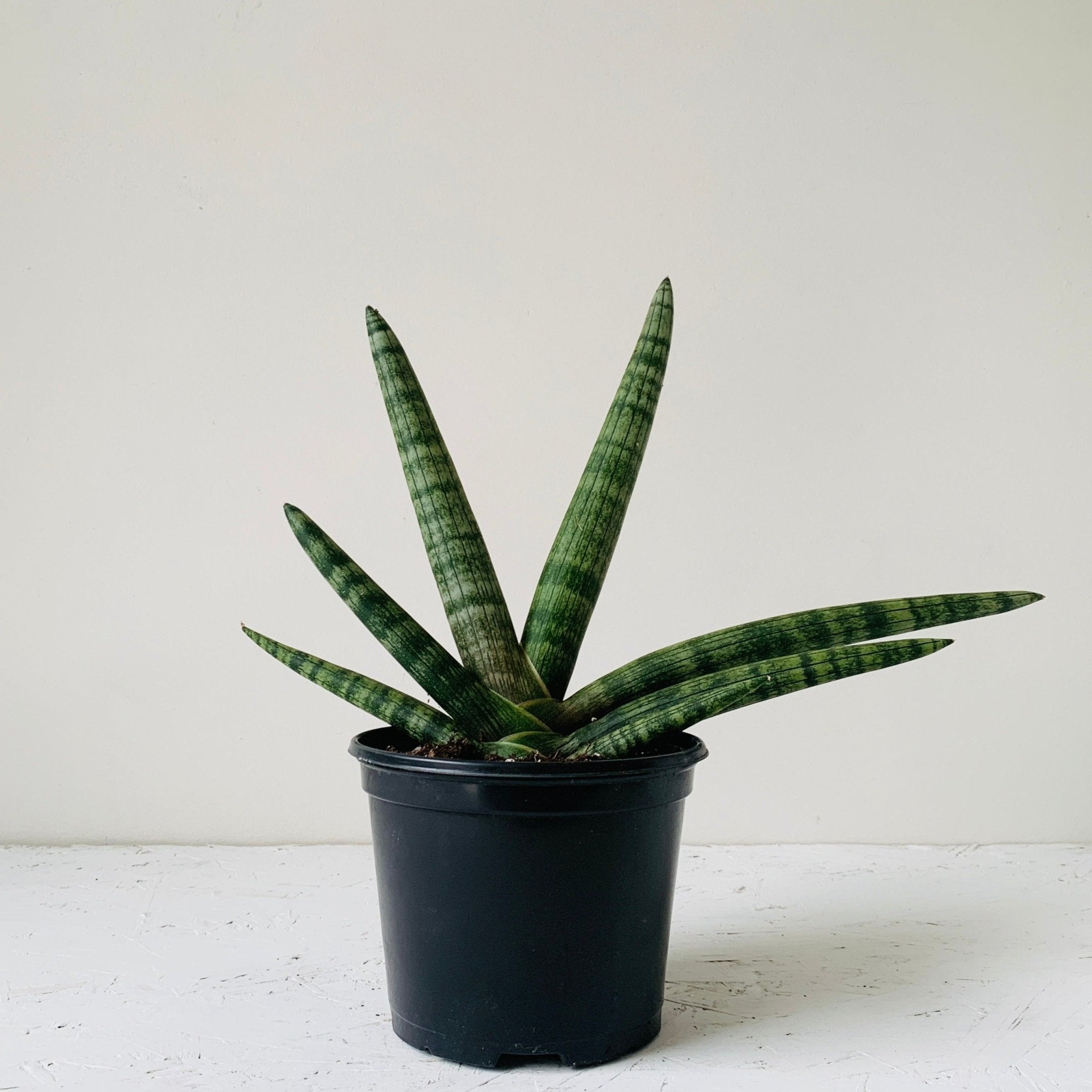6&quot; Sansevieria Boncel - MIKAFleur