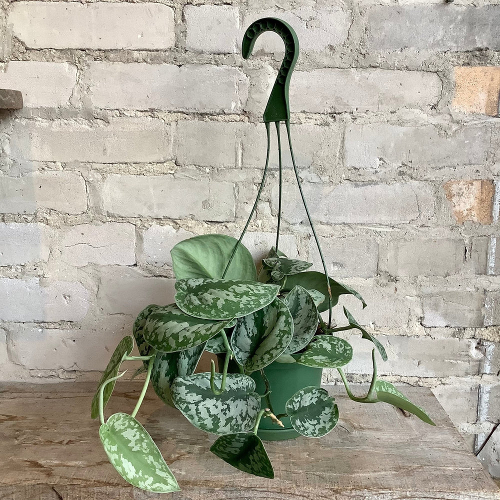 
                  
                    Load image into Gallery viewer, 6&amp;quot; Satin Pothos Philo Silver - MIKAFleurPlant
                  
                