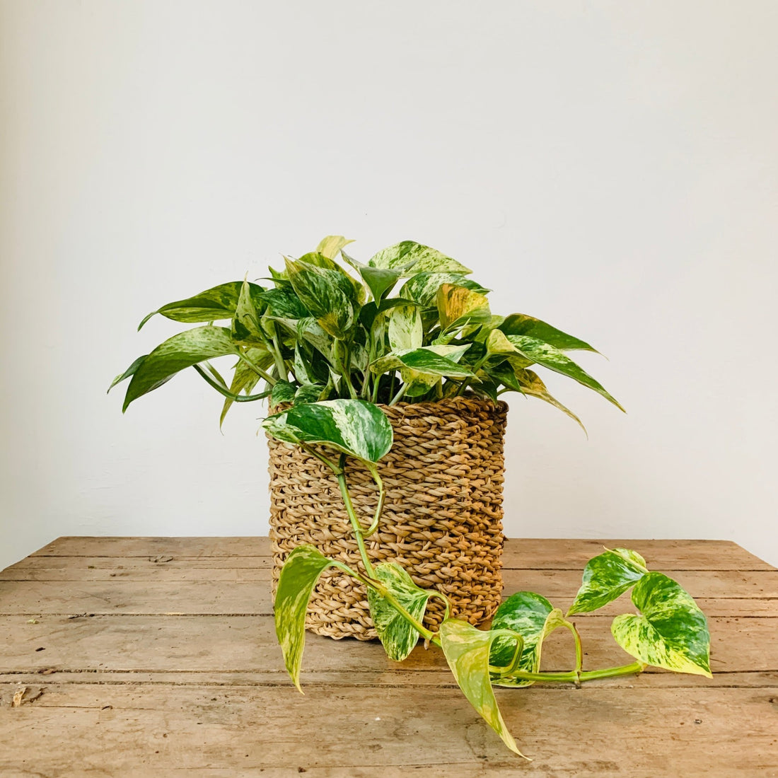 6&quot; Seagrass Plant Basket - MIKAFleurHardgoods