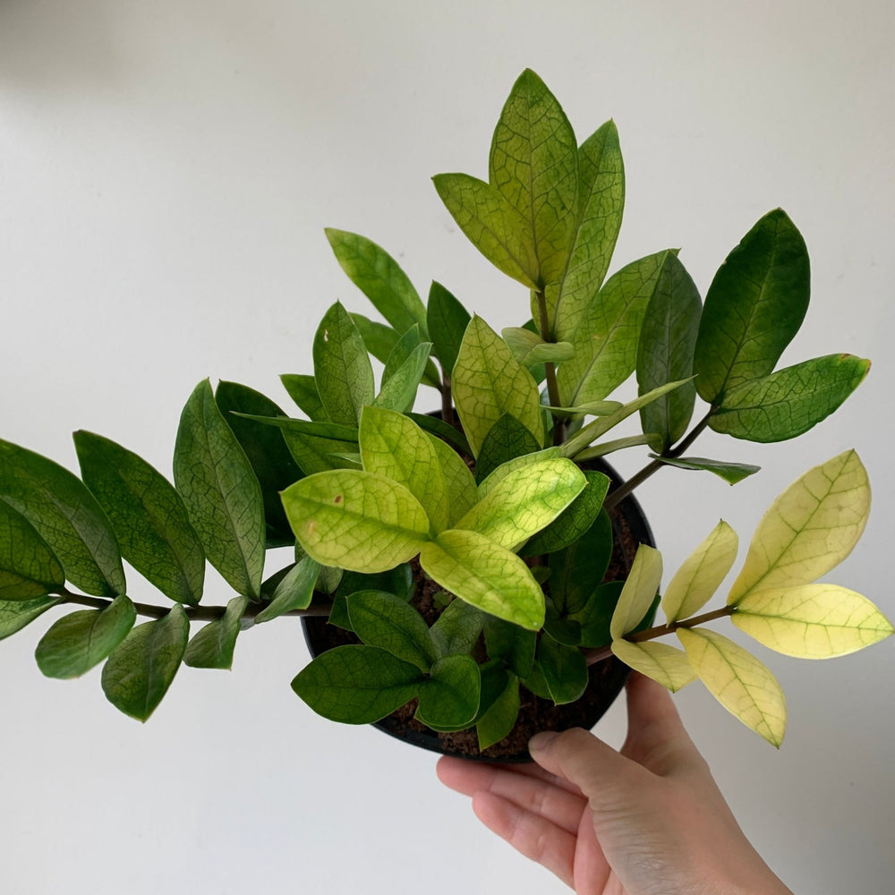 
                  
                    Load image into Gallery viewer, 6&amp;quot; ZZ plant Chameleon - MIKAFleurPlant
                  
                