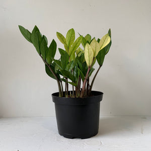 
                  
                    Load image into Gallery viewer, 6&amp;quot; ZZ plant Chameleon - MIKAFleurPlant
                  
                