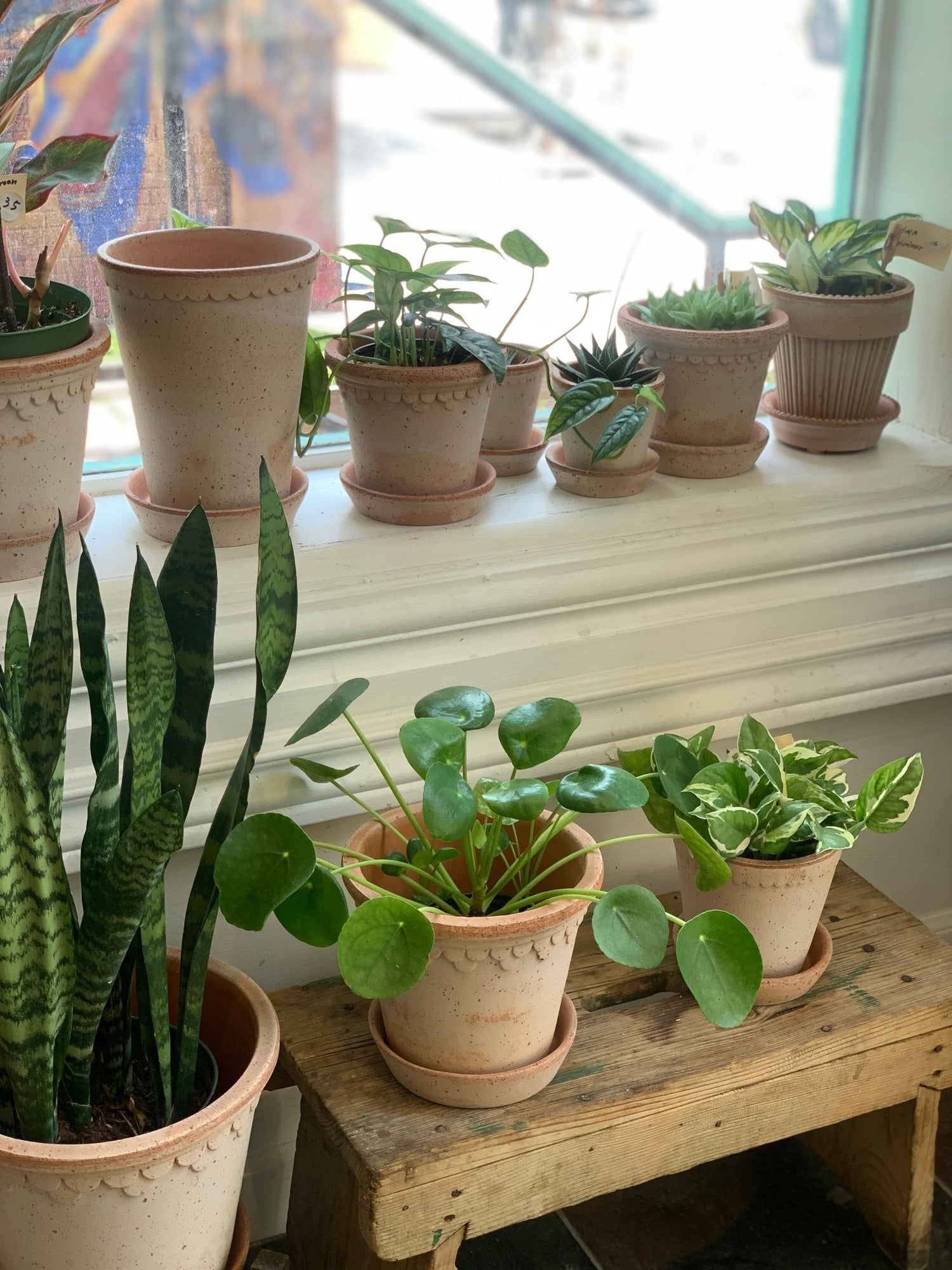 bergs potter plant pot Bergs Potter