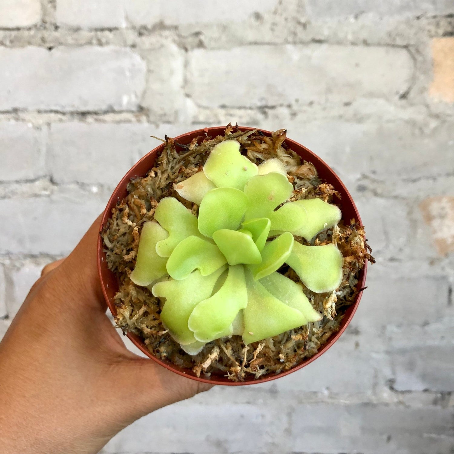 Butterwort (pinguicula moranensis) - MIKAFleurPlant