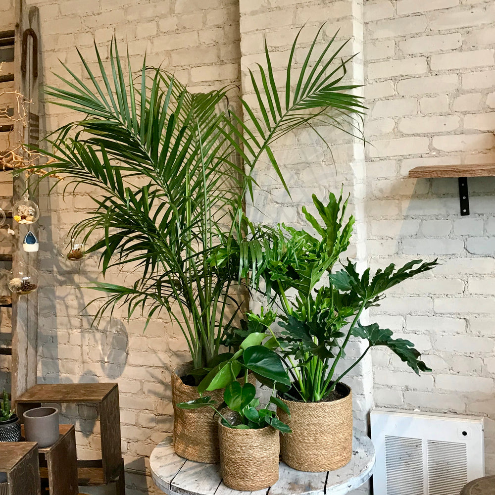 
                  
                    Load image into Gallery viewer, Seagrass Plant Basket
                  
                