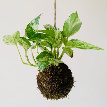 Hanging Kokedama Pothos - MIKAFleurPlant