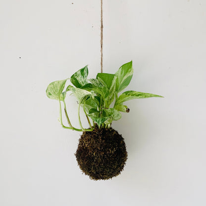 Hanging Kokedama Pothos - MIKAFleurPlant