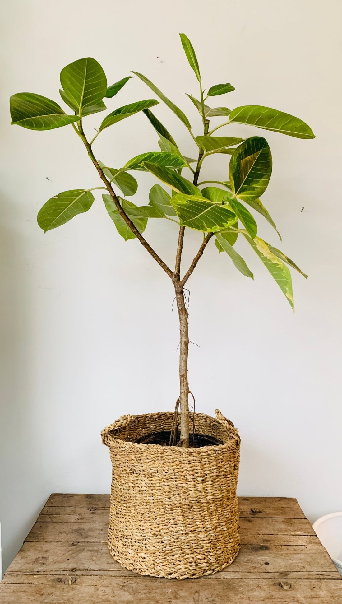 Seagrass Plant Basket (8&quot;,10&quot;,12&quot;) - MIKAFleurHardgoods